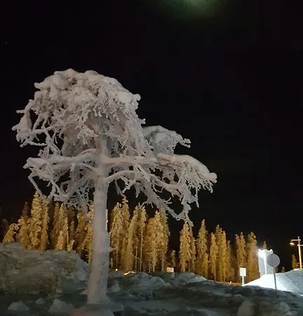 Northern Lights * Levi