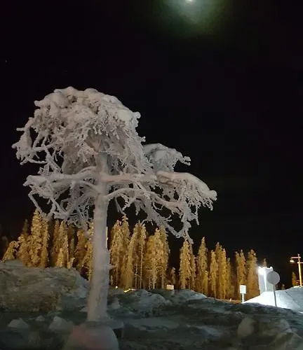 Northern Lights * Levi